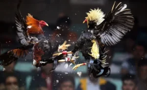 Chinh Phục Đấu Trường Đá Gà Sabong Fastgame888 Cực Đỉnh