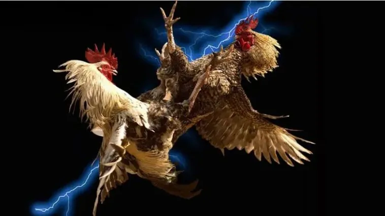 Đá Gà Fastgame888 Đấu Trường Đỉnh Cao Cho Kê Thủ